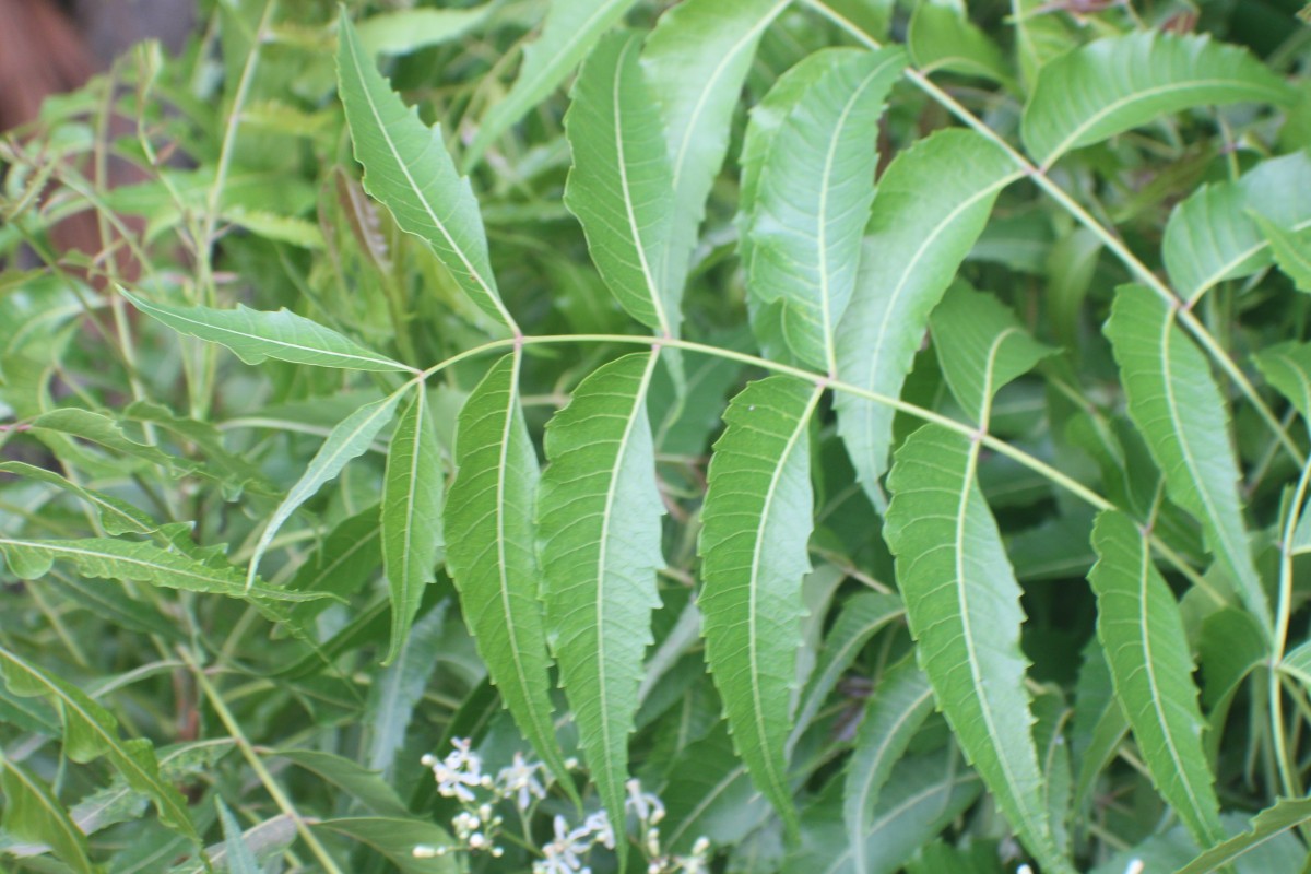 Azadirachta indica A.Juss.